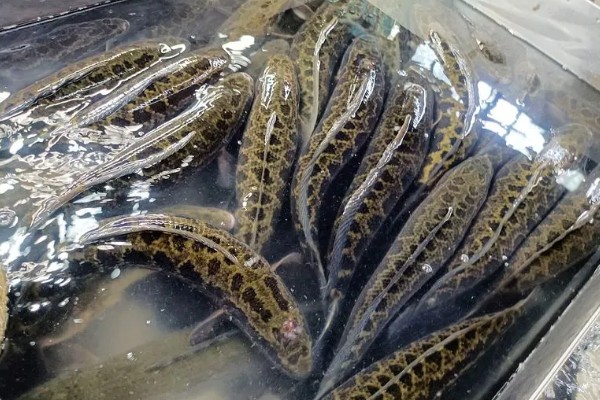 黑鱼的原产地，主要在热带的非洲及亚洲等淡水水域