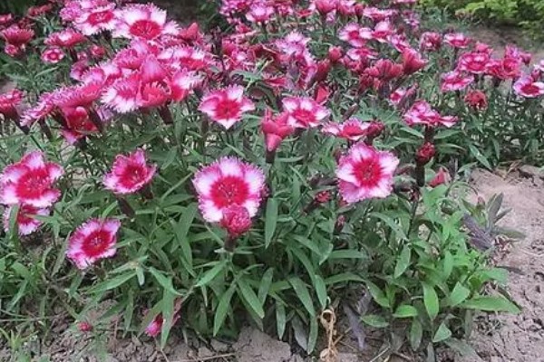 常夏石竹的颜色，分别为紫色、白色、粉红色