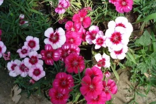 常夏石竹的颜色，分别为紫色、白色、粉红色