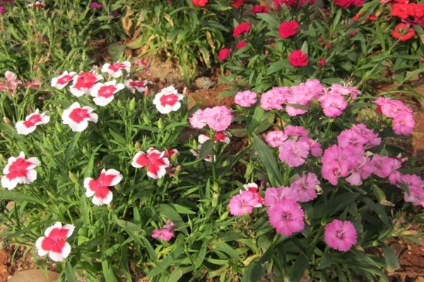 常夏石竹的颜色，分别为紫色、白色、粉红色