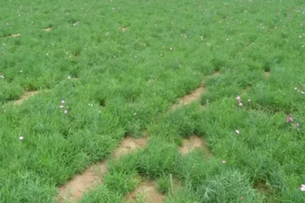 常夏石竹的颜色，分别为紫色、白色、粉红色