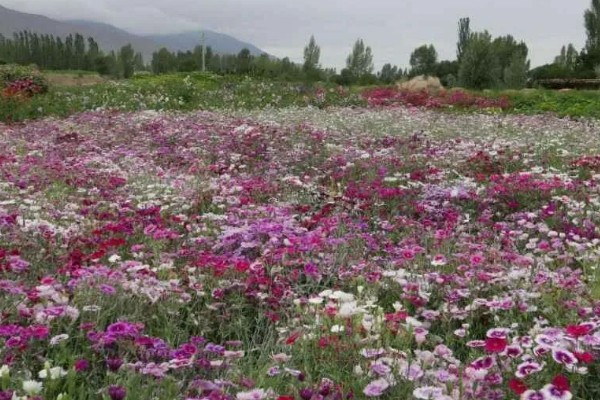 常夏石竹的颜色，分别为紫色、白色、粉红色