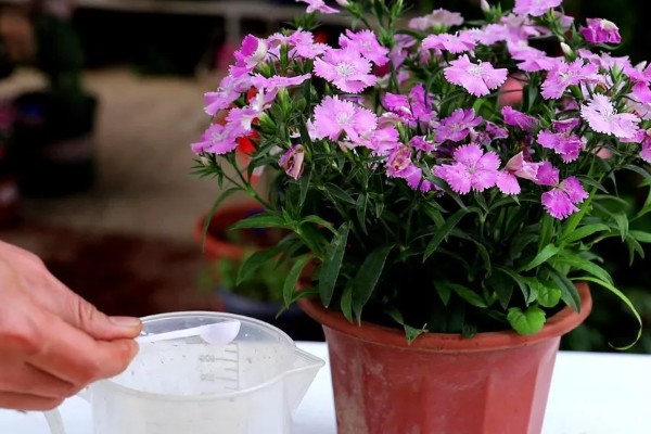 常夏石竹的颜色，分别为紫色、白色、粉红色