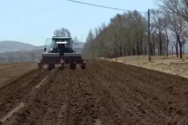 常夏石竹的颜色，分别为紫色、白色、粉红色