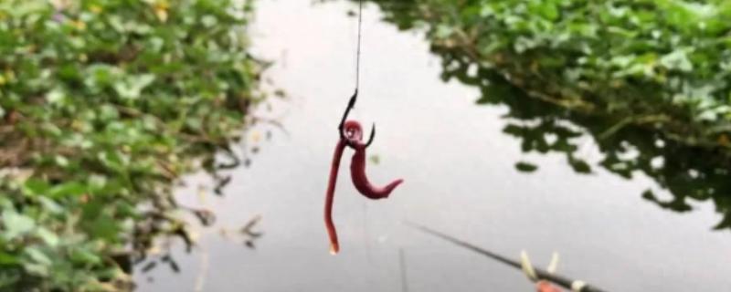 用蚯蚓钓鲫鱼的打窝方法，窝料选择酒米、麝香米等