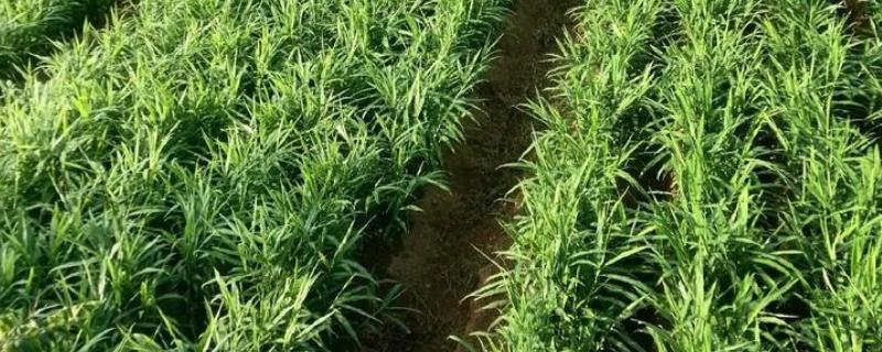 生姜怎么种植，浸种催芽后再播种