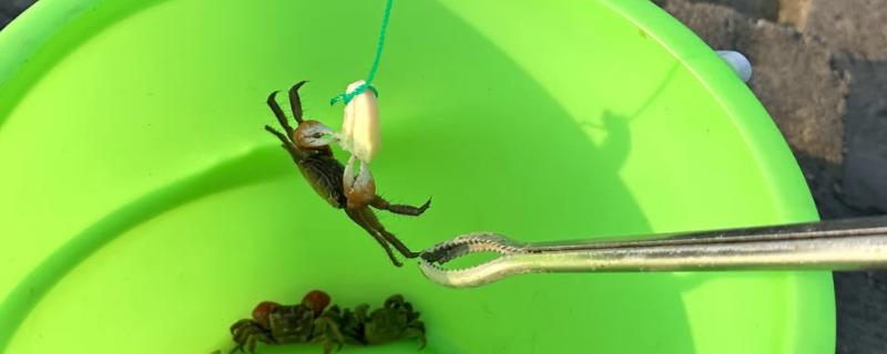 螃蟹喜食哪种诱饵，蚯蚓、螺肉等饵料均可选用