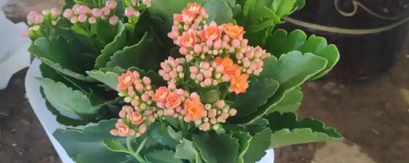 长寿花的养殖方法，春季每隔3-4天浇1次水