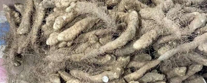 姜薯的高产方法，播种后主施磷钾肥