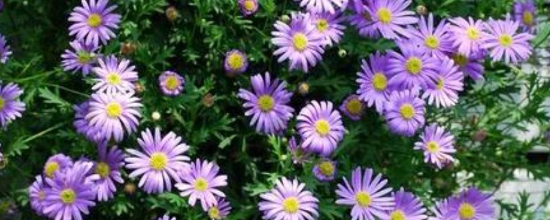 姬小菊的播种方法，每盆播种2-3颗