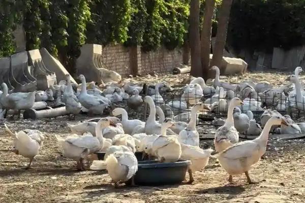 怎么养鹅，要合理控制密度
