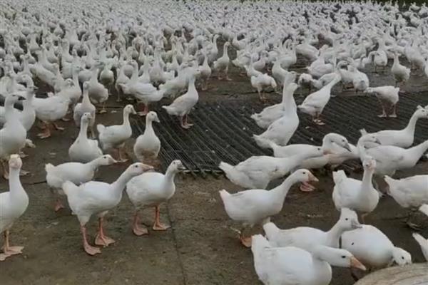 怎么养鹅，要合理控制密度