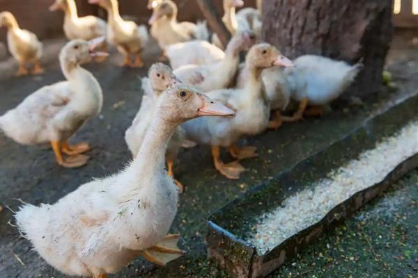 怎么养鹅，要合理控制密度