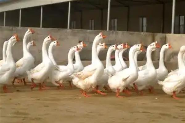 怎么养鹅，要合理控制密度