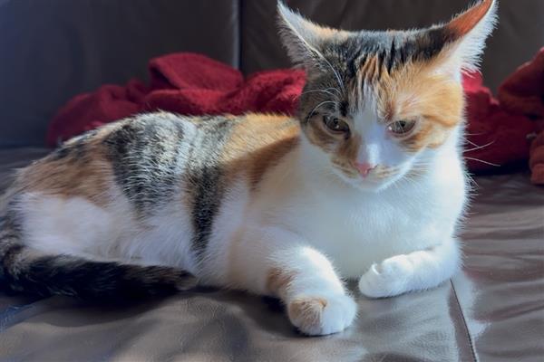 什么是耳螨,又被称为耳痒螨病