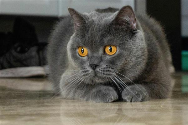 什么是耳螨,又被称为耳痒螨病