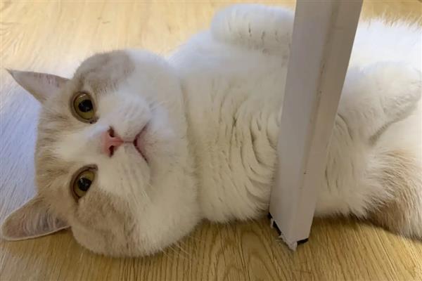 什么是耳螨,又被称为耳痒螨病