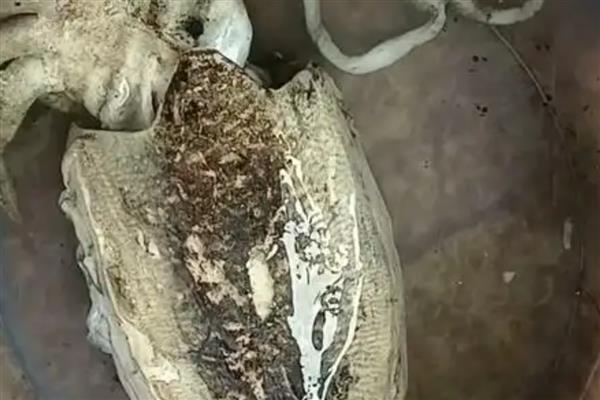 墨鱼的食用方法,洗净后入锅放调料并煮半小时