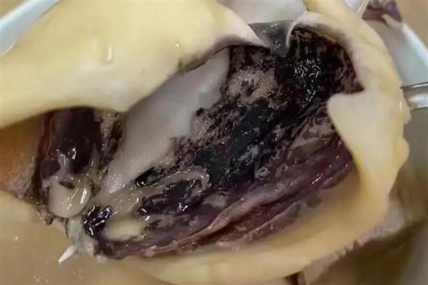 墨鱼的食用方法,洗净后入锅放调料并煮半小时