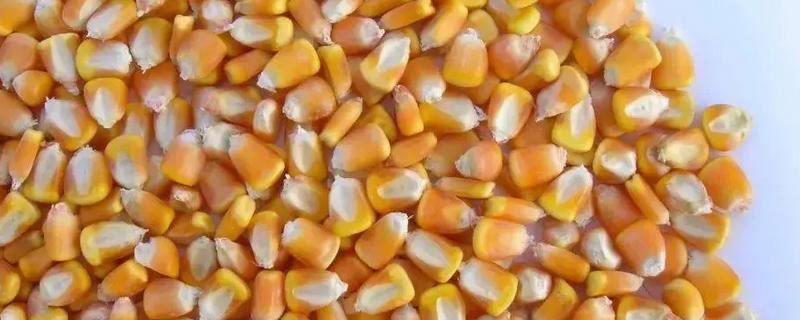 玉米种子的结构，分为种皮、胚、胚乳