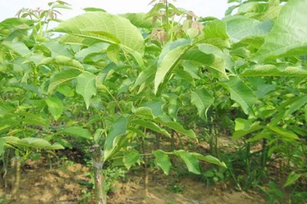 核桃树的管理方法,喜欢比较温暖的环境