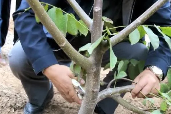 核桃树的管理方法,喜欢比较温暖的环境