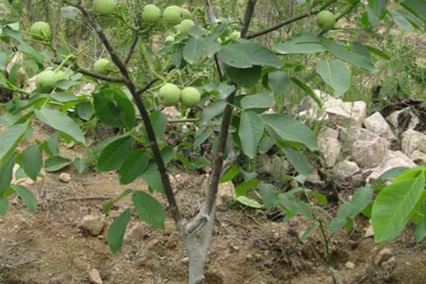 核桃树的管理方法,喜欢比较温暖的环境