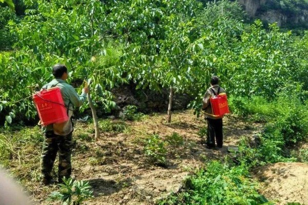 核桃树的管理方法,喜欢比较温暖的环境