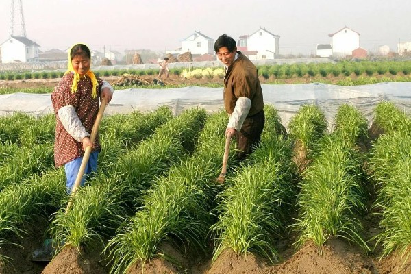 自家种的韭菜如何过冬,可以采取搭建温棚的方法过冬