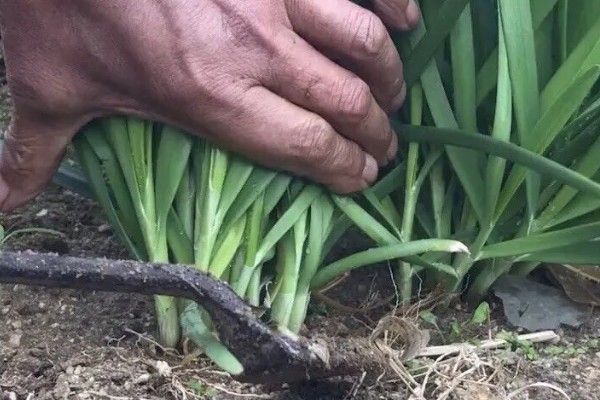 自家种的韭菜如何过冬,可以采取搭建温棚的方法过冬