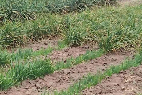 自家种的韭菜如何过冬,可以采取搭建温棚的方法过冬