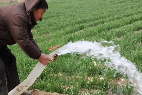 自家种的韭菜如何过冬,可以采取搭建温棚的方法过冬