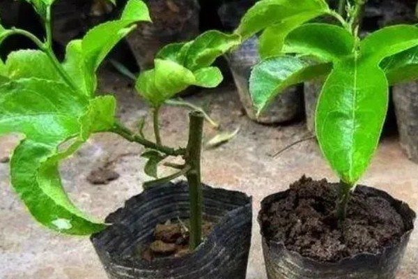 百香果的扦插方法，建议在每年春秋两季进行