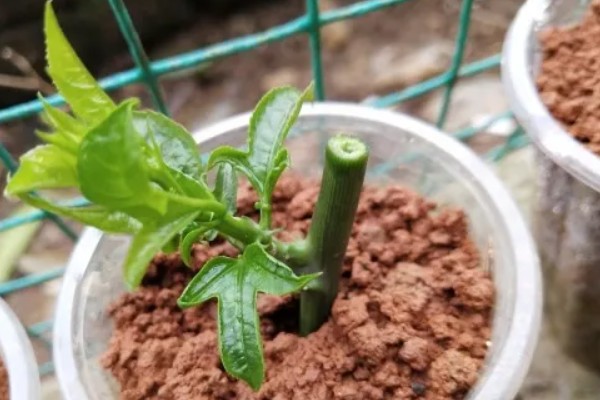 百香果的扦插方法，建议在每年春秋两季进行