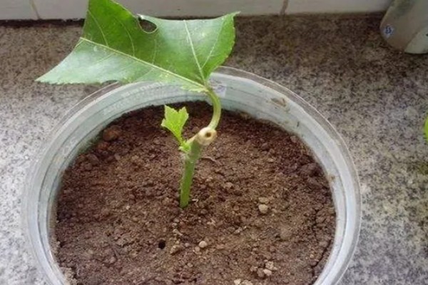 百香果的扦插方法，建议在每年春秋两季进行