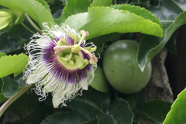 百香果的扦插方法，建议在每年春秋两季进行