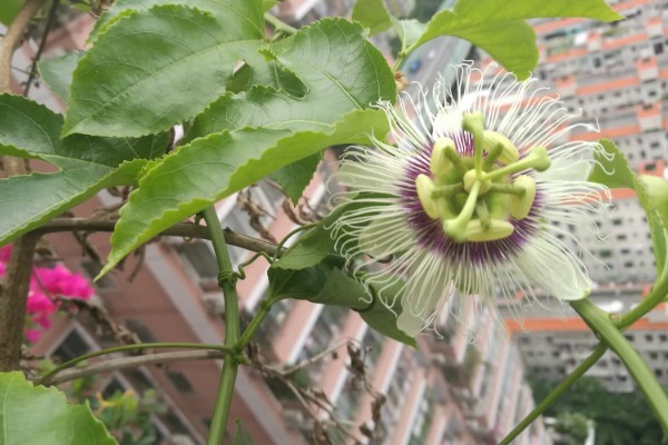 百香果的扦插方法，建议在每年春秋两季进行