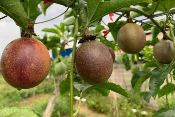 百香果的扦插方法，建议在每年春秋两季进行