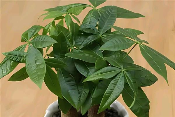 有哪些室内大型花卉，常见的有平安树、发财树等