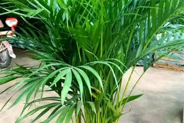 有哪些室内大型花卉，常见的有平安树、发财树等