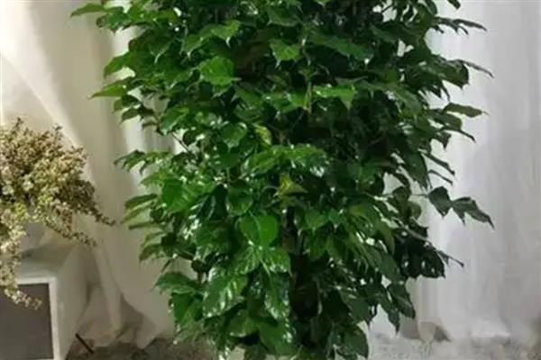 有哪些室内大型花卉，常见的有平安树、发财树等