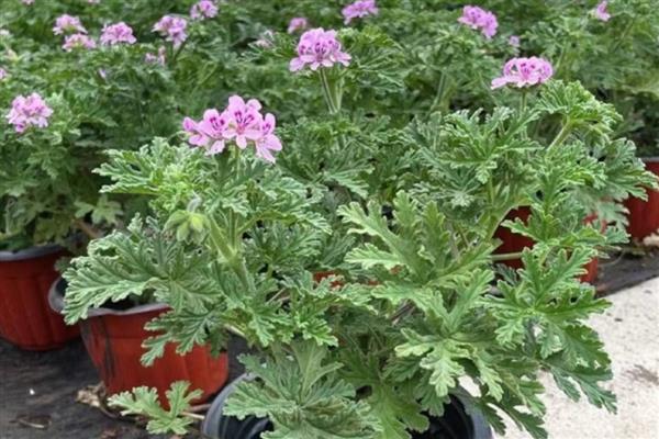 有哪些室内大型花卉，常见的有平安树、发财树等