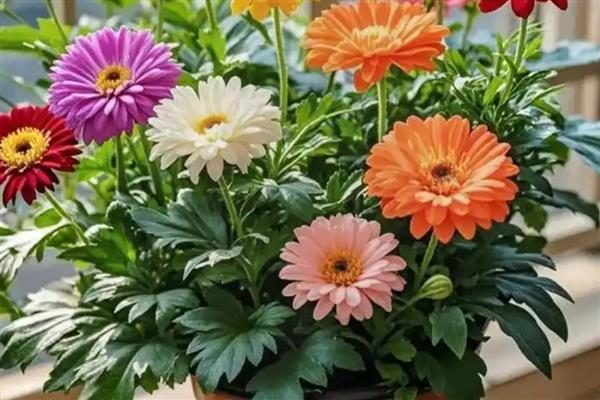 有哪些室内大型花卉，常见的有平安树、发财树等