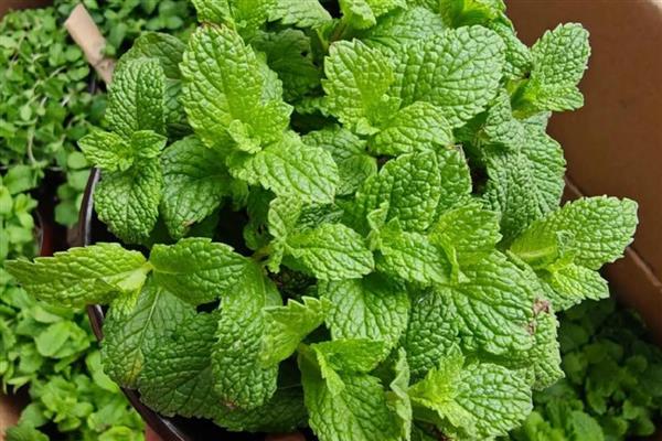 有哪些室内大型花卉，常见的有平安树、发财树等