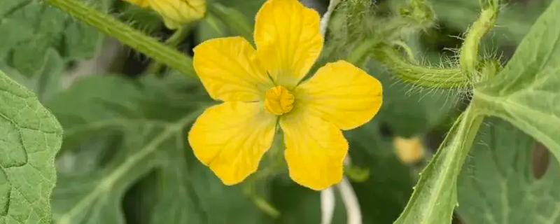 西瓜开花期要施什么肥，为植株补充适量的磷钾肥