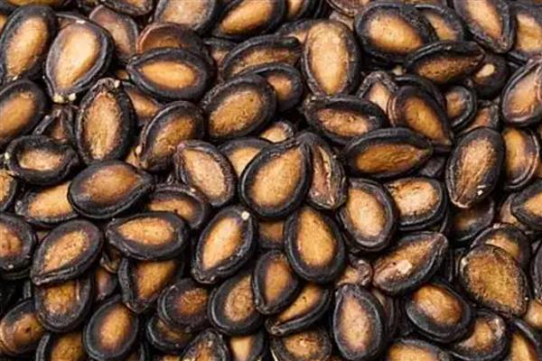 全美2k西瓜如何种植，播种前需浸种处理