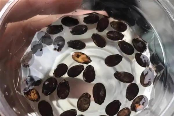 全美2k西瓜如何种植，播种前需浸种处理