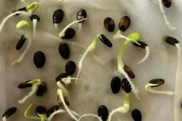 全美2k西瓜如何种植，播种前需浸种处理