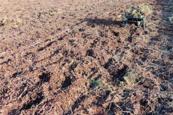 全美2k西瓜如何种植，播种前需浸种处理