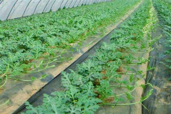 全美2k西瓜如何种植，播种前需浸种处理